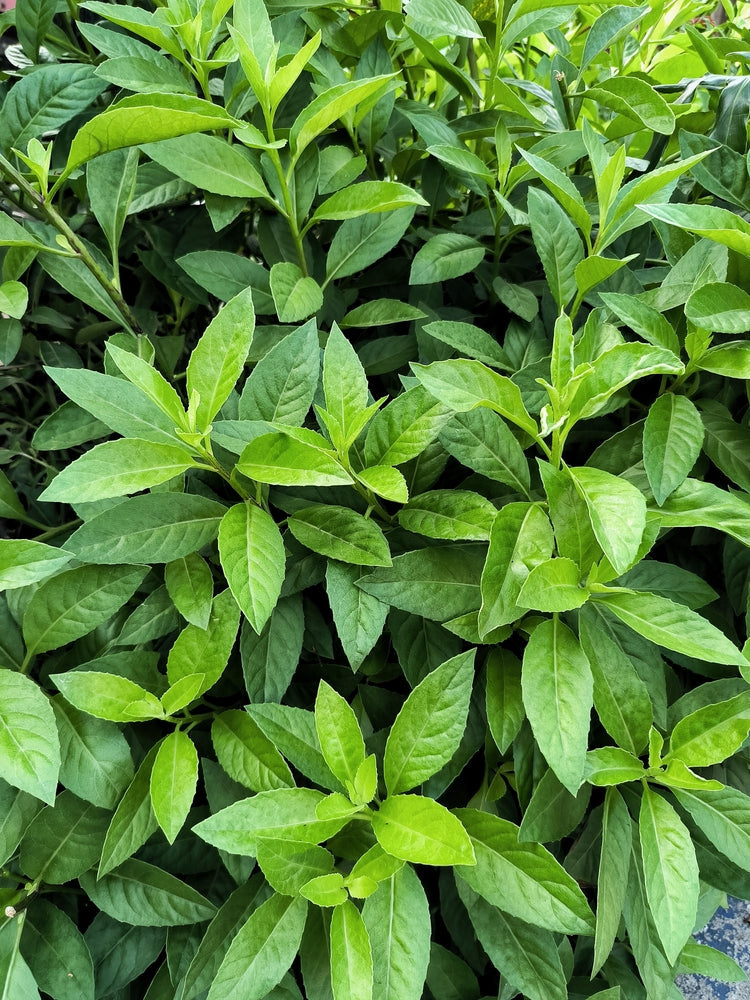 Gynura Procumbens: The Leaf We Built a Skincare Brand Around